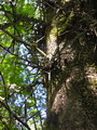 Gleditsia Caspica